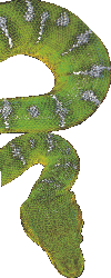 snake07.gif (19263 bytes)