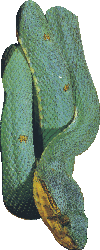 snake11.gif (23845 bytes)